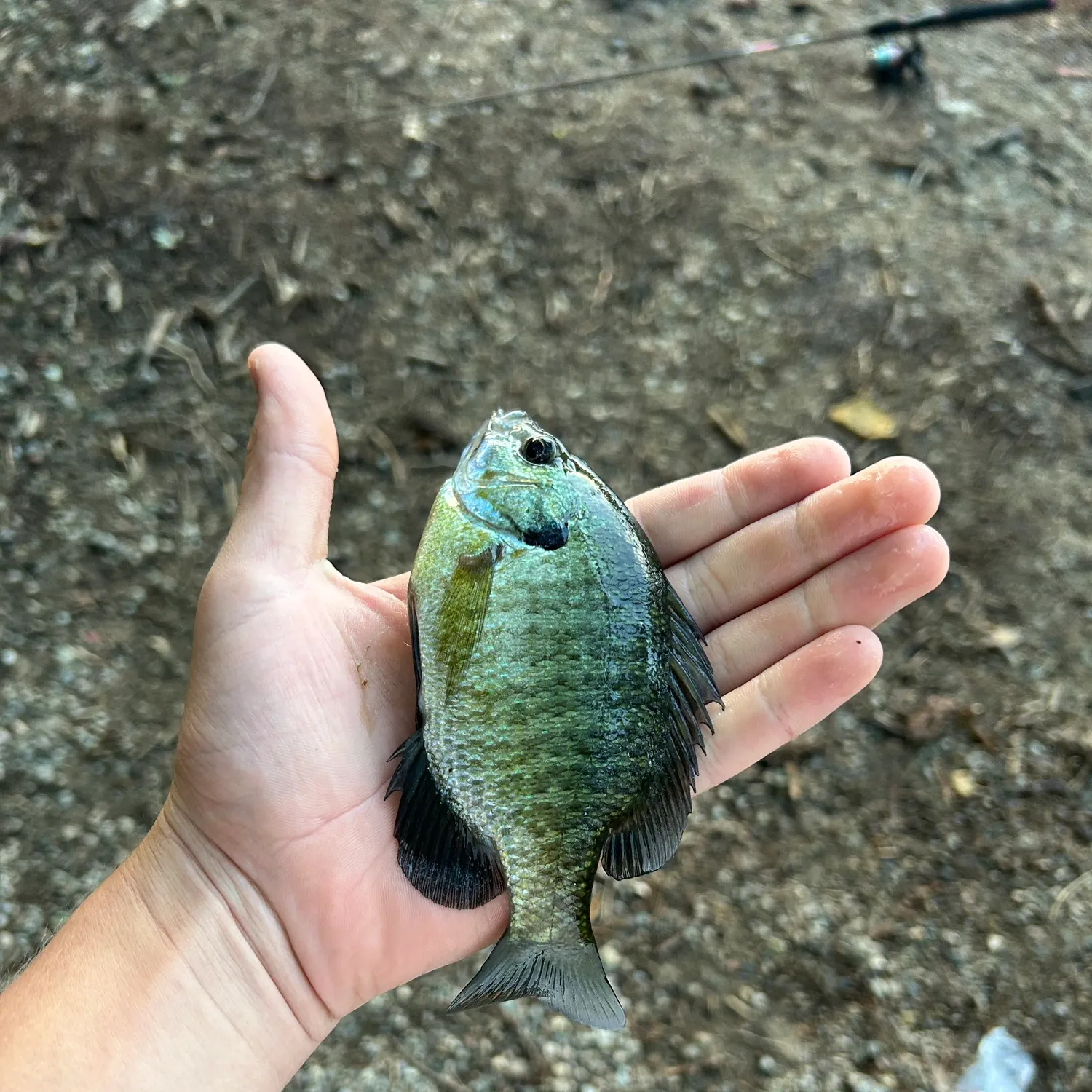 Bluegill caught on Fishbrain