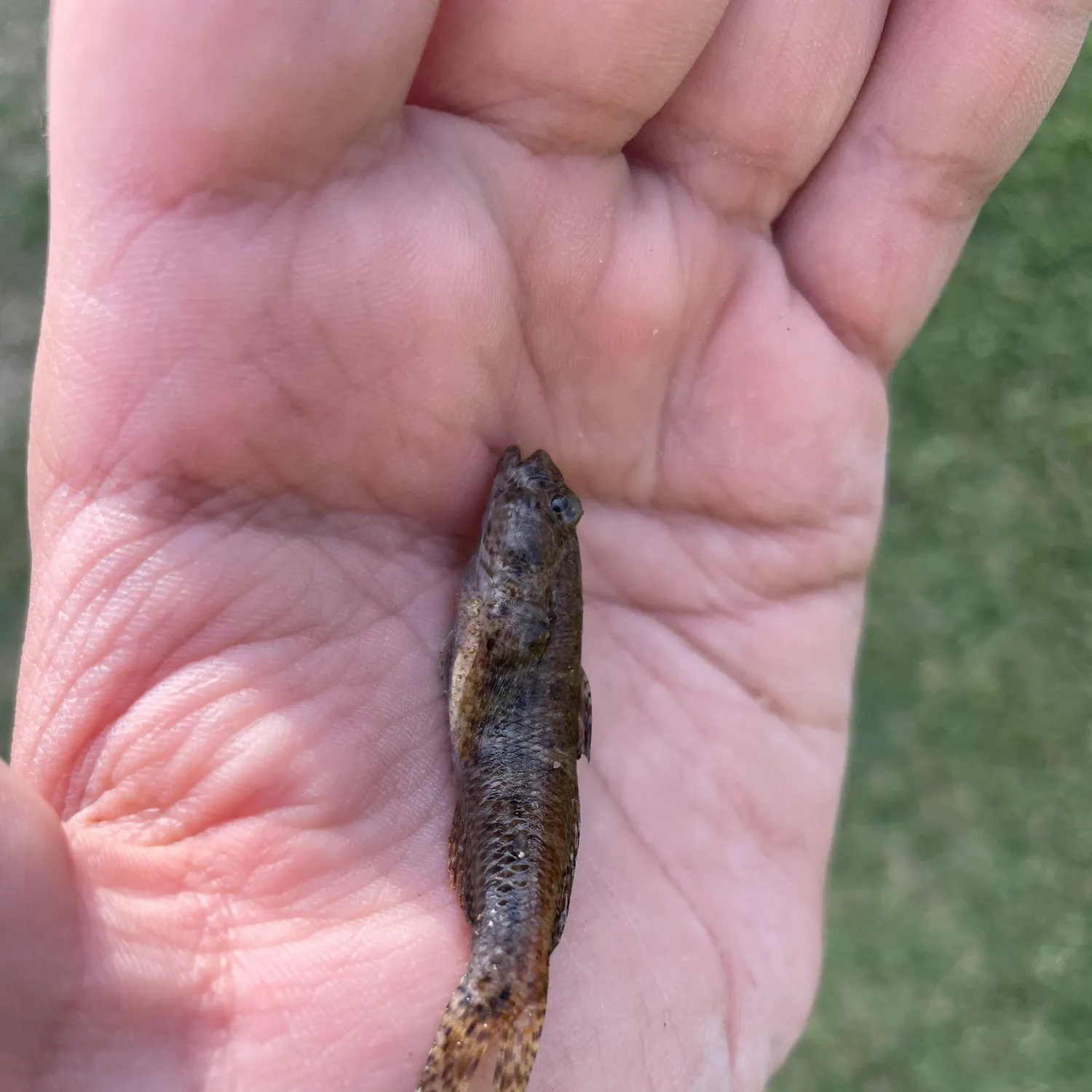 The most recent Pug-headed mudskipper catches on Fishbrain