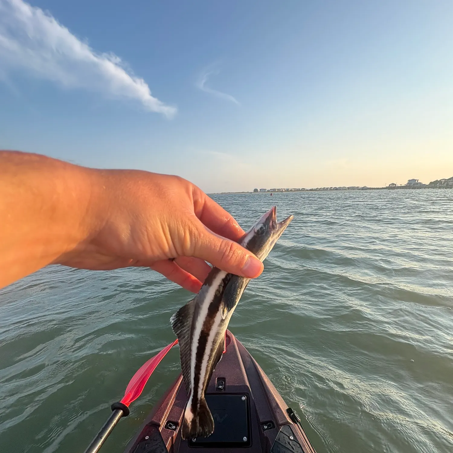 The most recent Cobia catches on Fishbrain