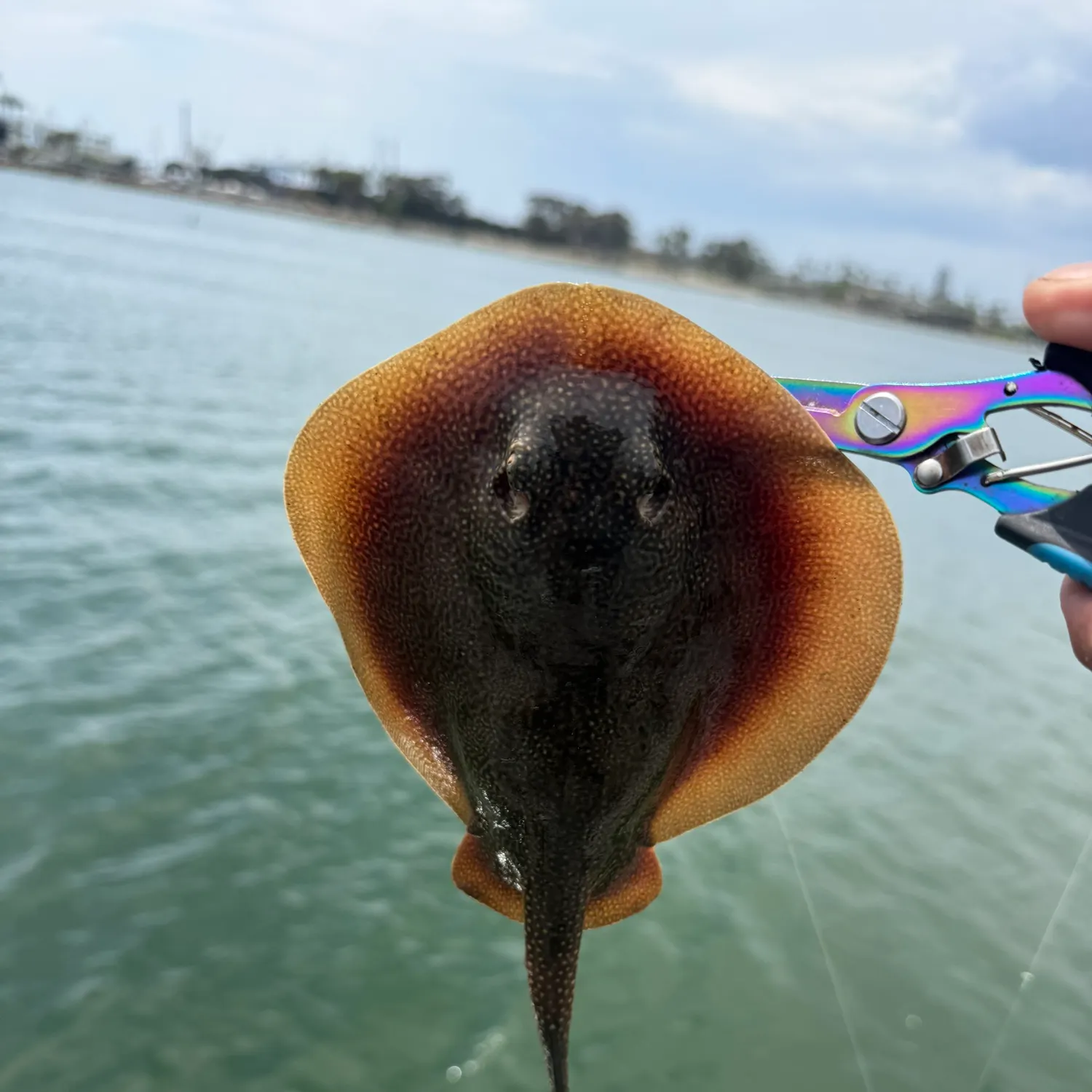 Haller's round ray caught on Fishbrain