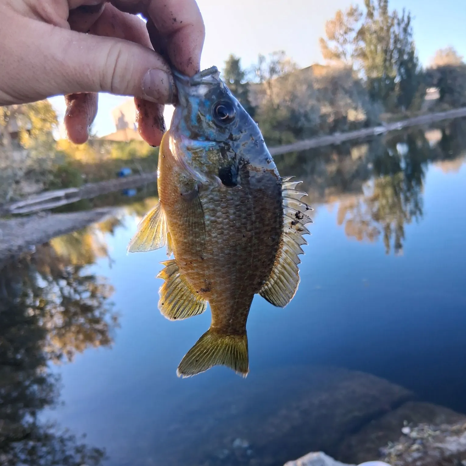 Greengill hybrid caught on Fishbrain
