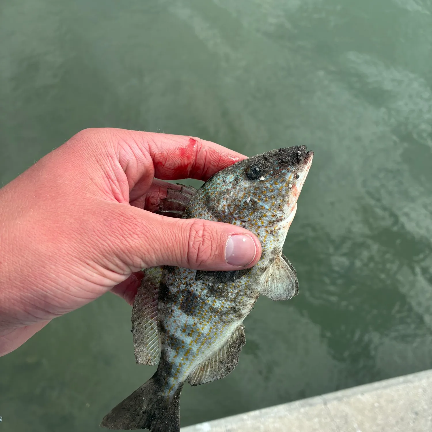 The most recent Sand perch catches on Fishbrain