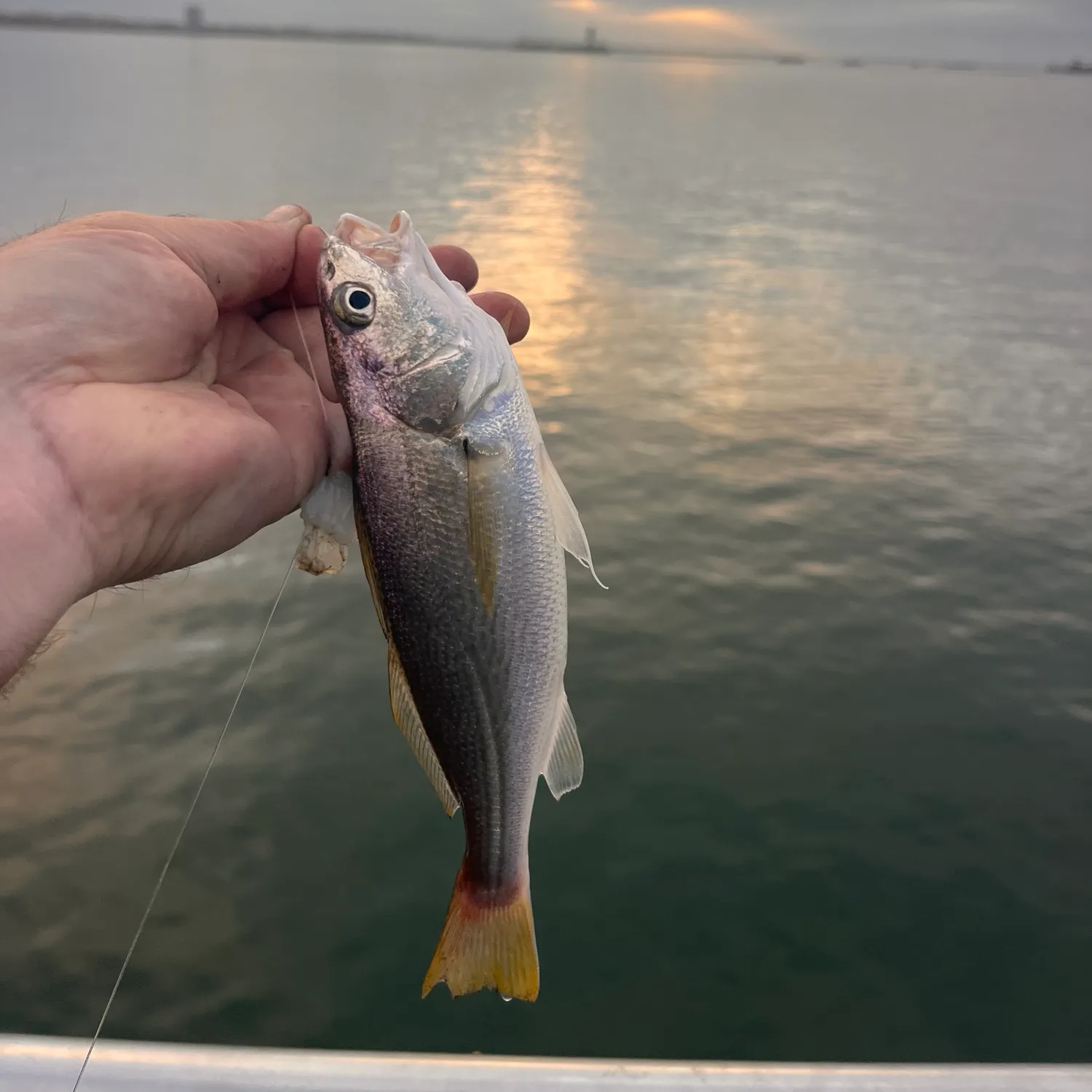 The most recent White croaker catches on Fishbrain