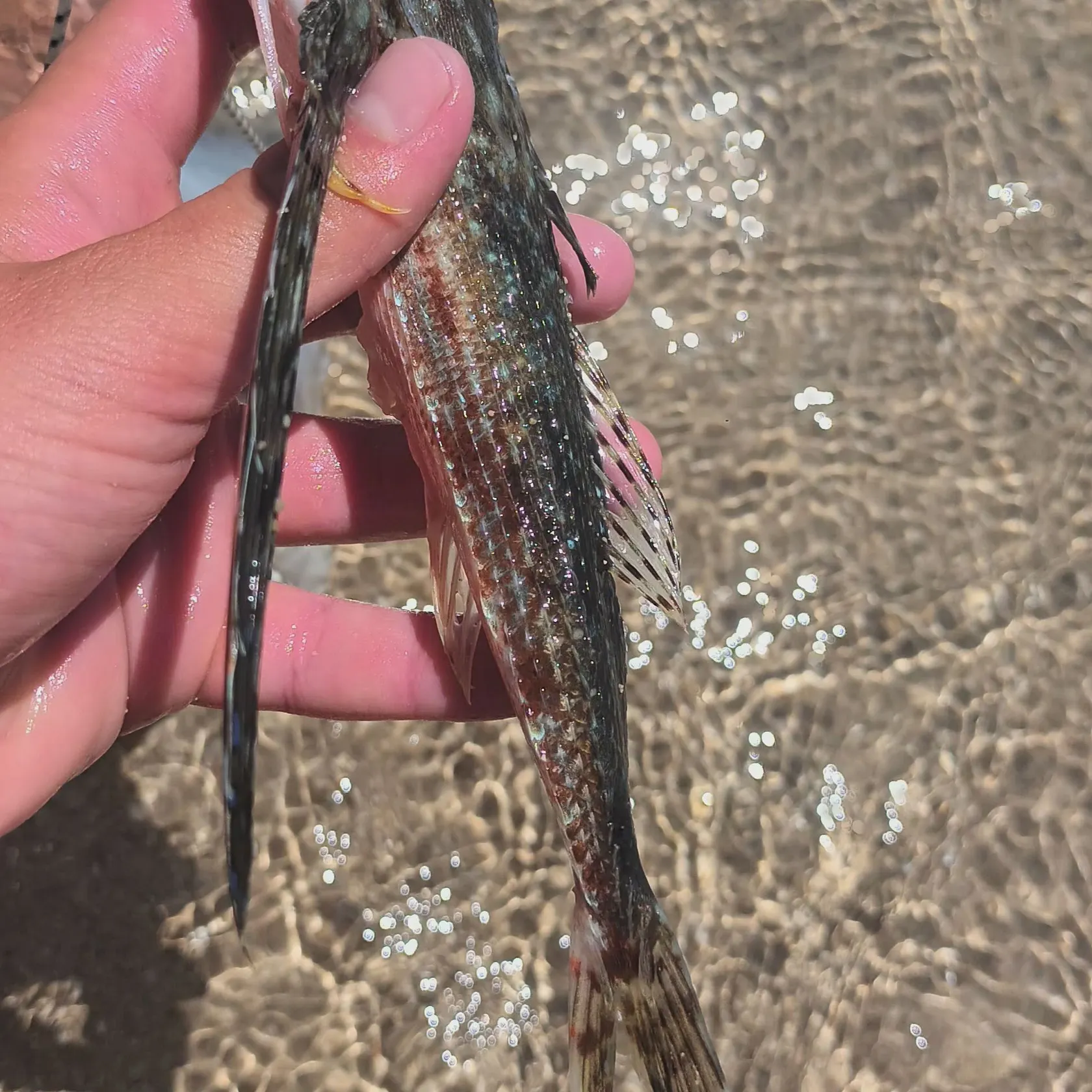 recently logged catches