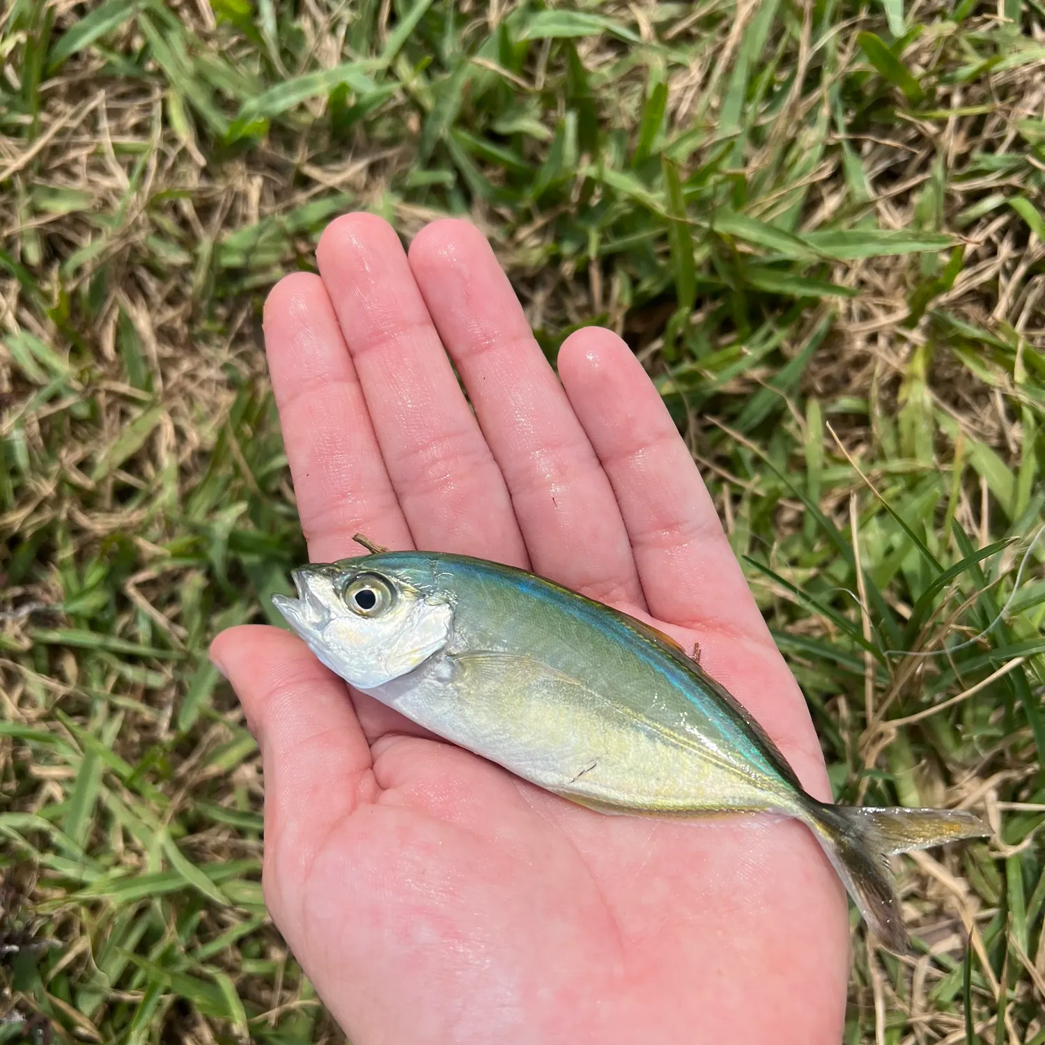 The most recent Bar jack catches on Fishbrain