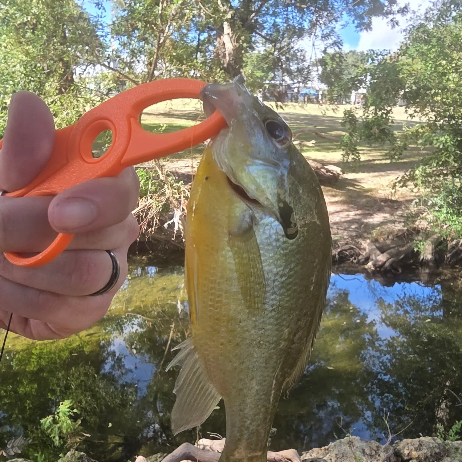 Bluegill caught on Fishbrain