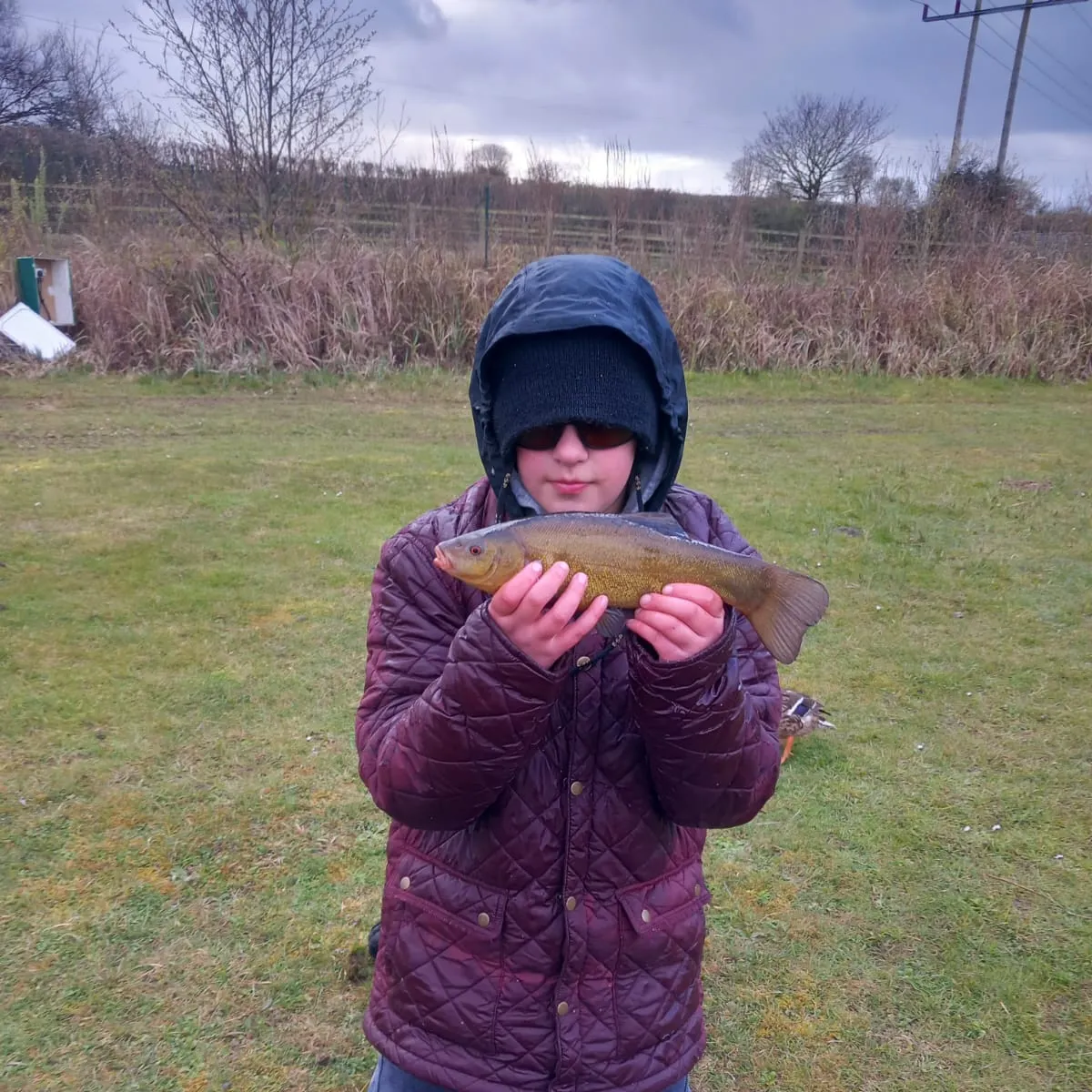 The most recent Tench catches on Fishbrain