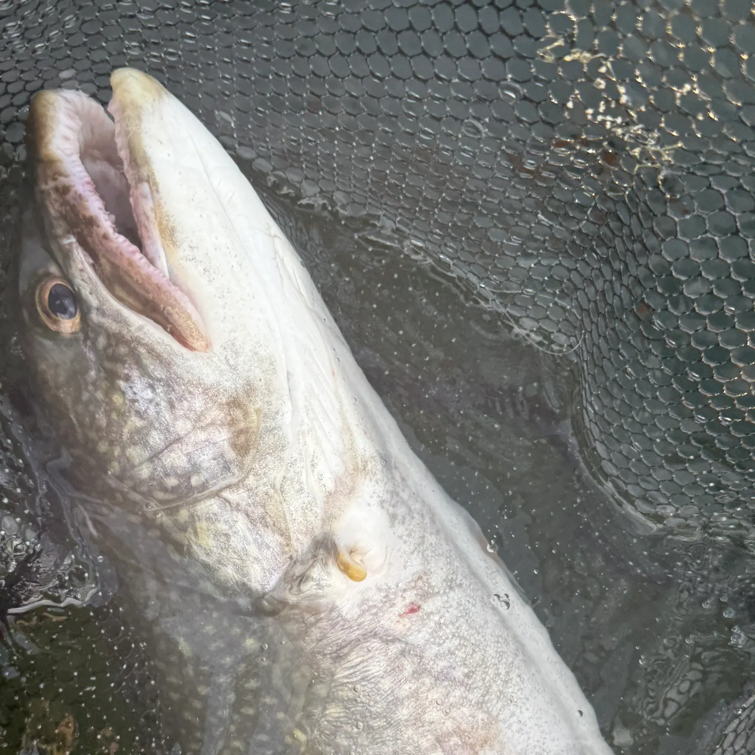 Lake char caught on Fishbrain