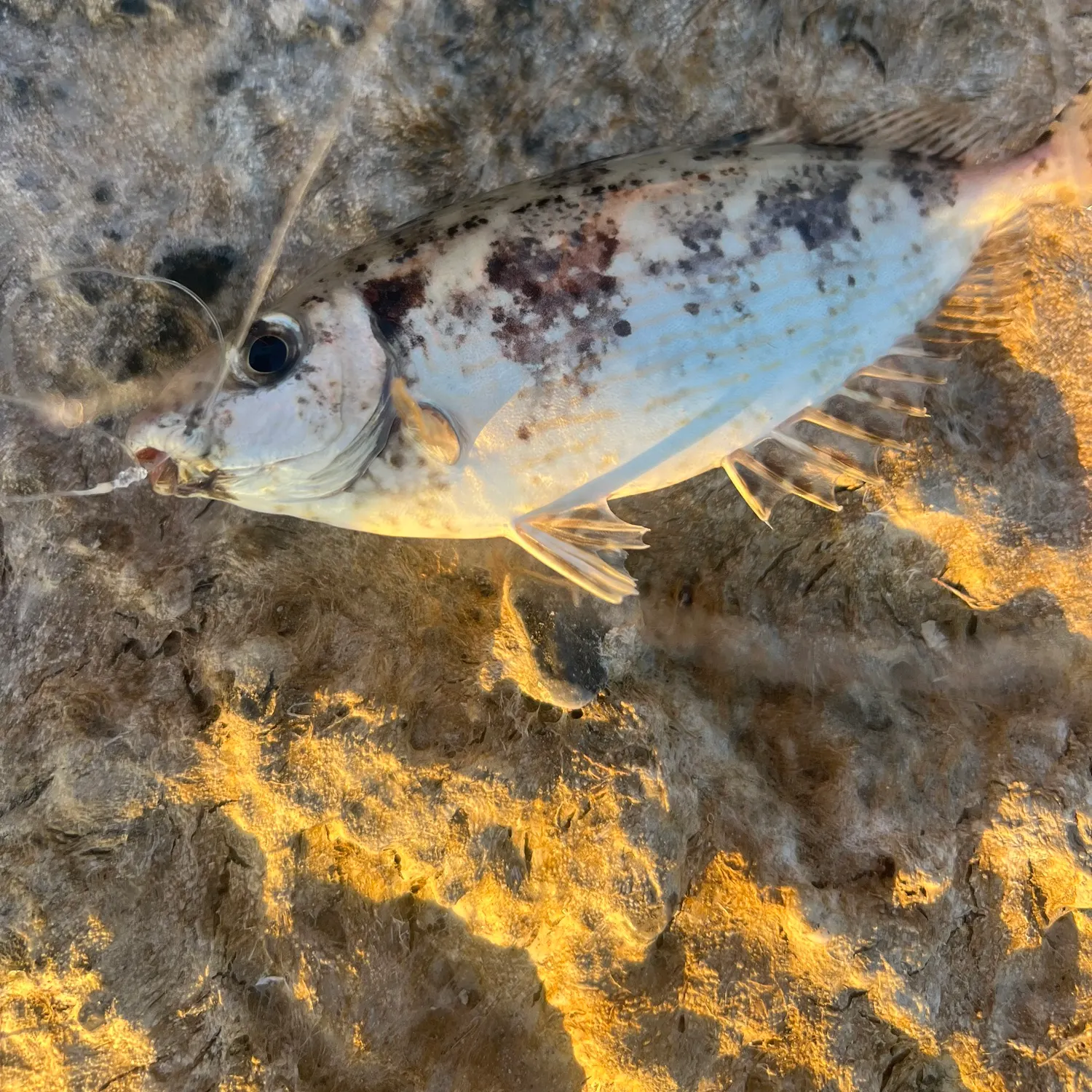 The most recent Black seabream catches on Fishbrain