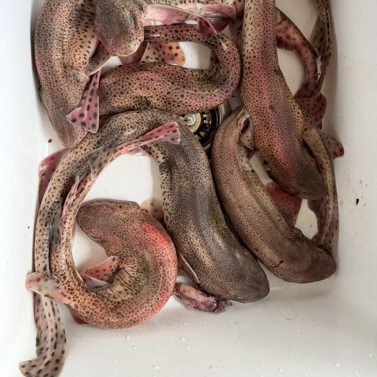 The most recent Lesser spotted dogfish catches on Fishbrain