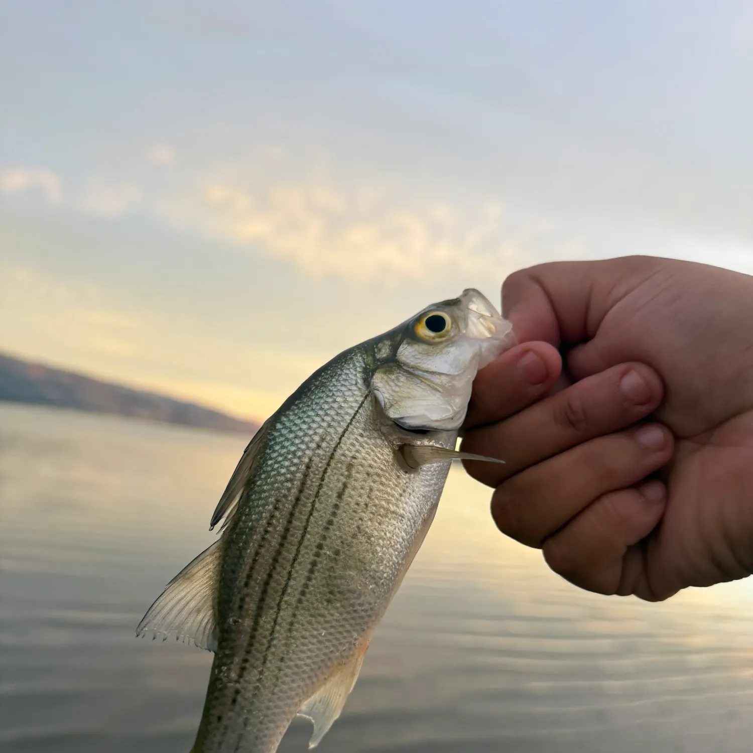 White bass caught on Fishbrain