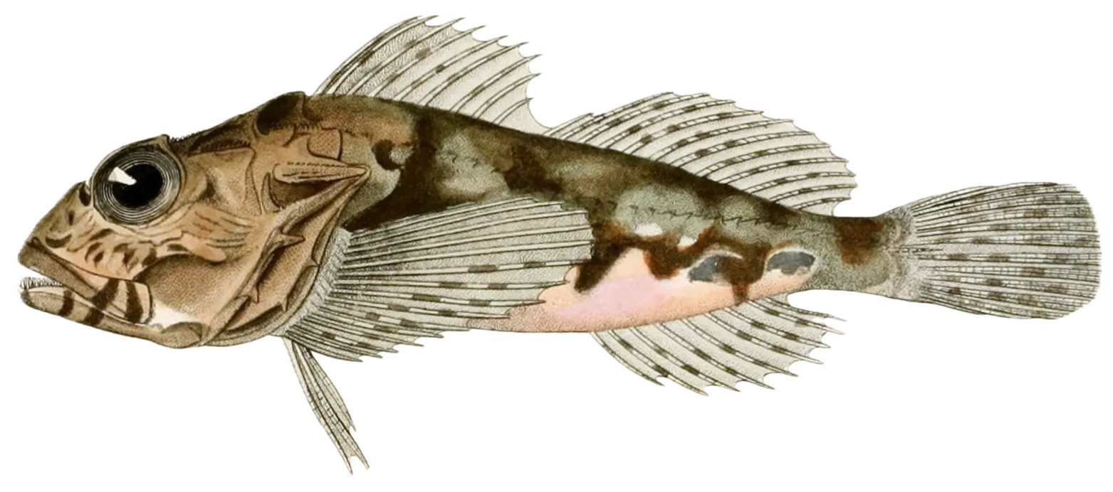 Longspined bullhead