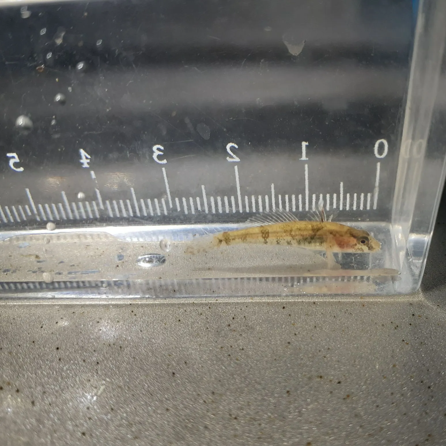 The most recent Western tubenose goby catches on Fishbrain