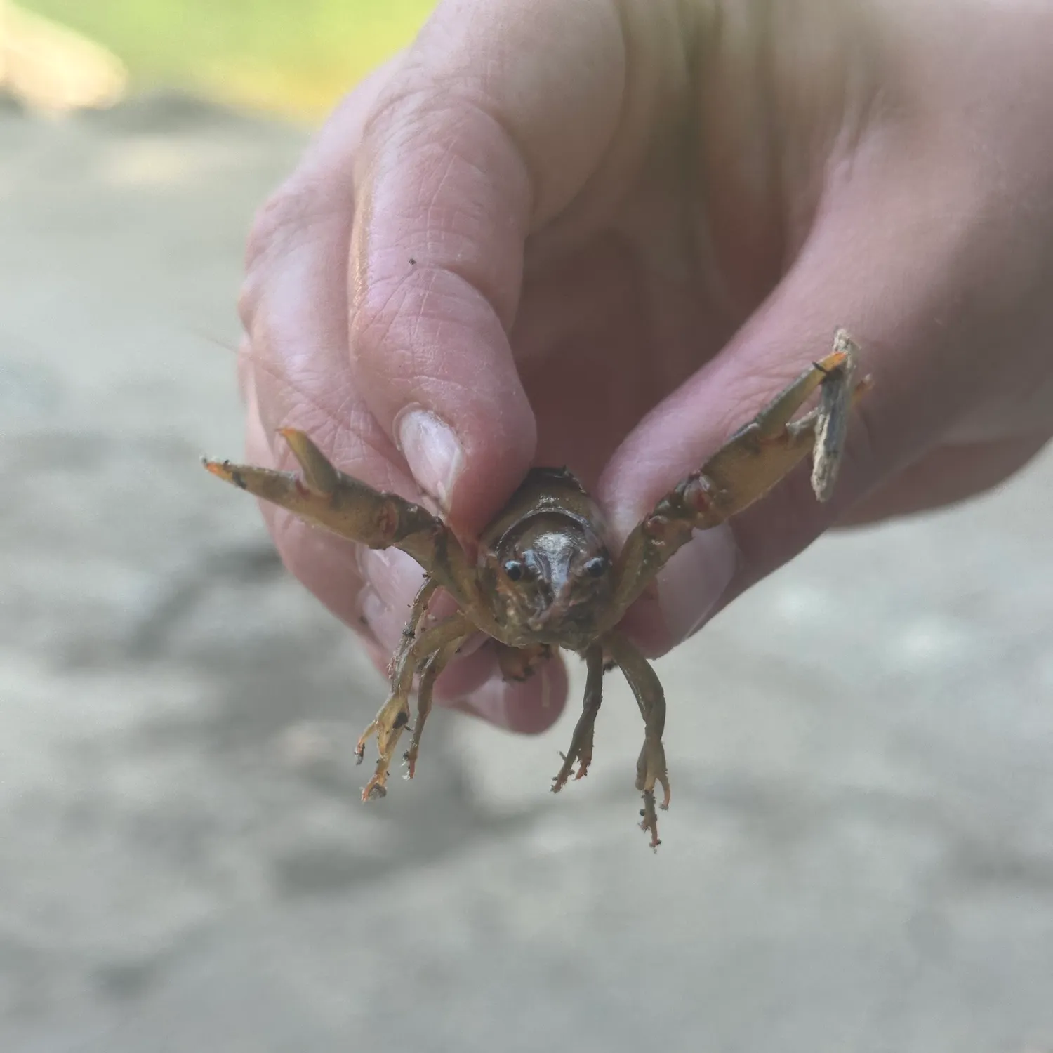 The most recent White River crayfish catches on Fishbrain