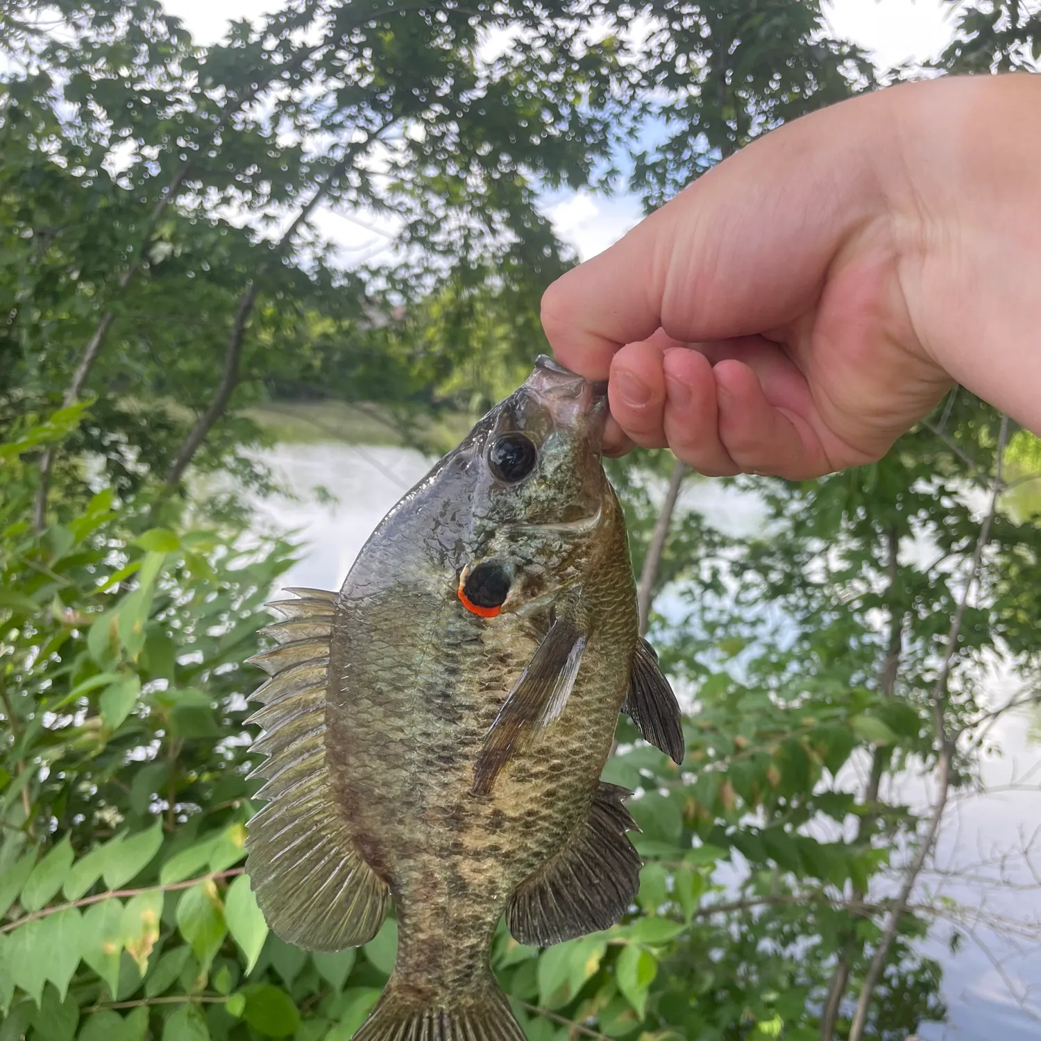 Redear sunfish caught on Fishbrain