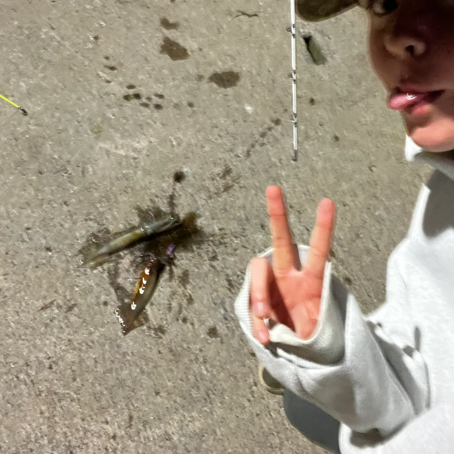 The most recent Gould's squid catches on Fishbrain