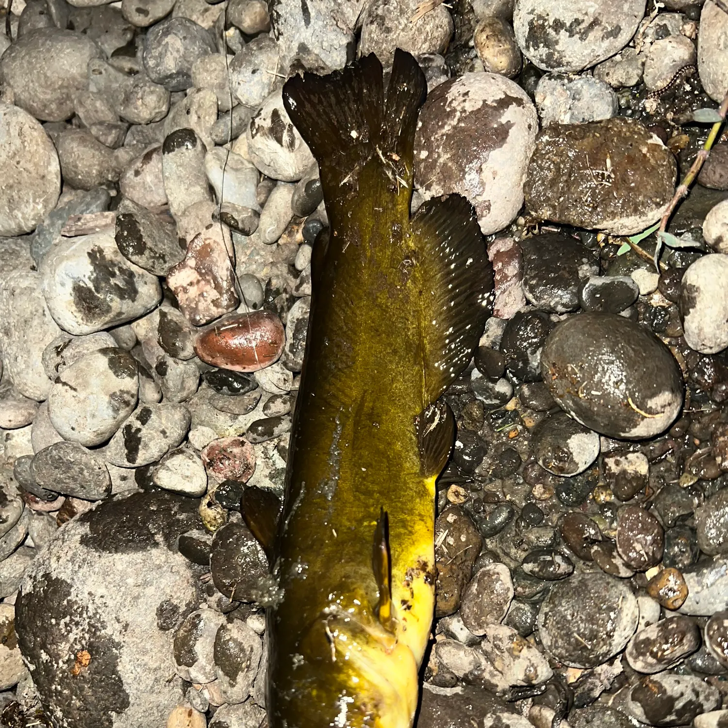 Yellow bullhead caught on Fishbrain