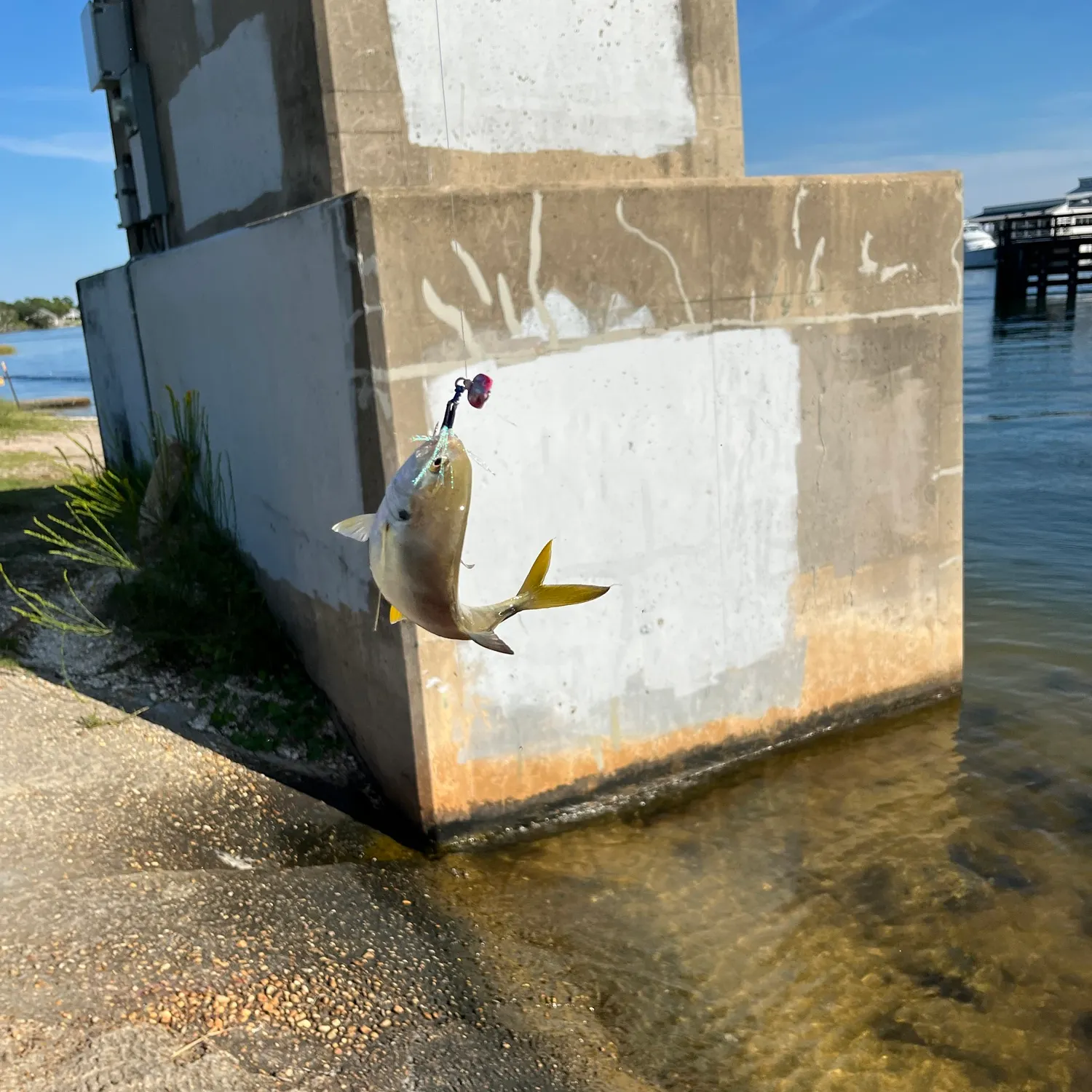 Crevalle jack caught on Fishbrain