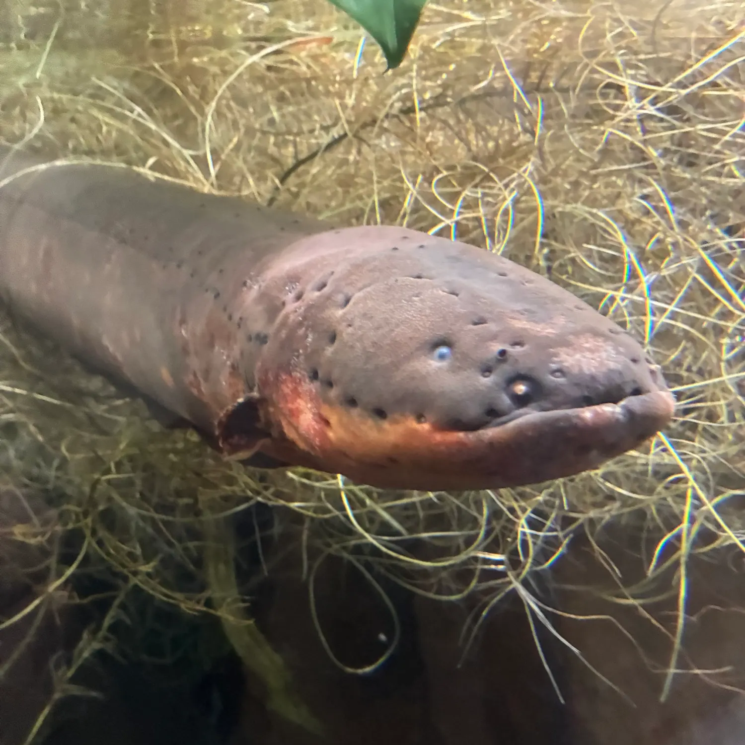 The most recent African longfin eel catches on Fishbrain