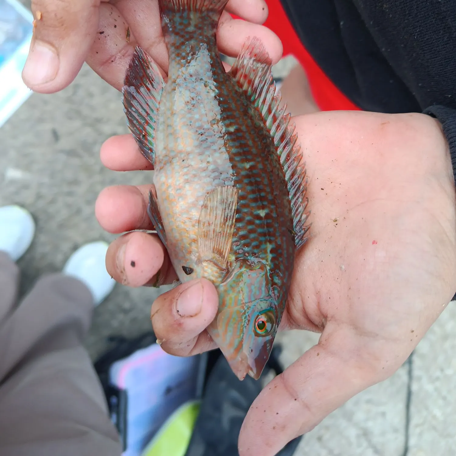 The most recent Corkwing wrasse catches on Fishbrain