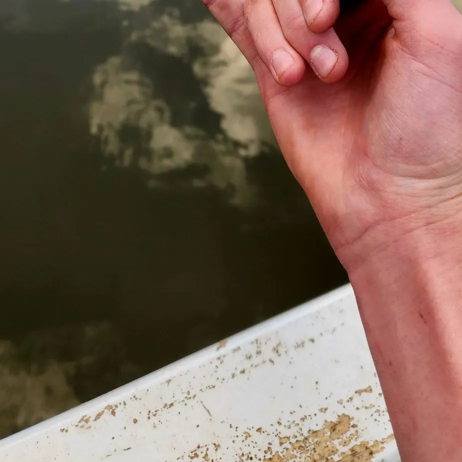 The most recent Spangled perch catches on Fishbrain