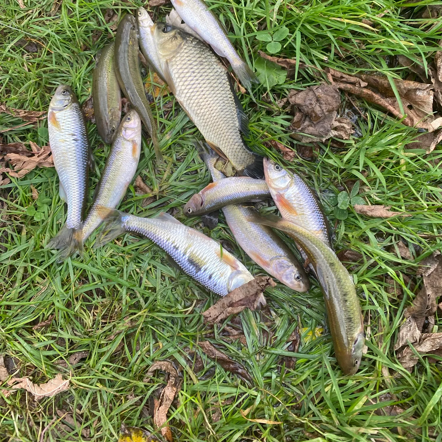 Creek chub caught on Fishbrain