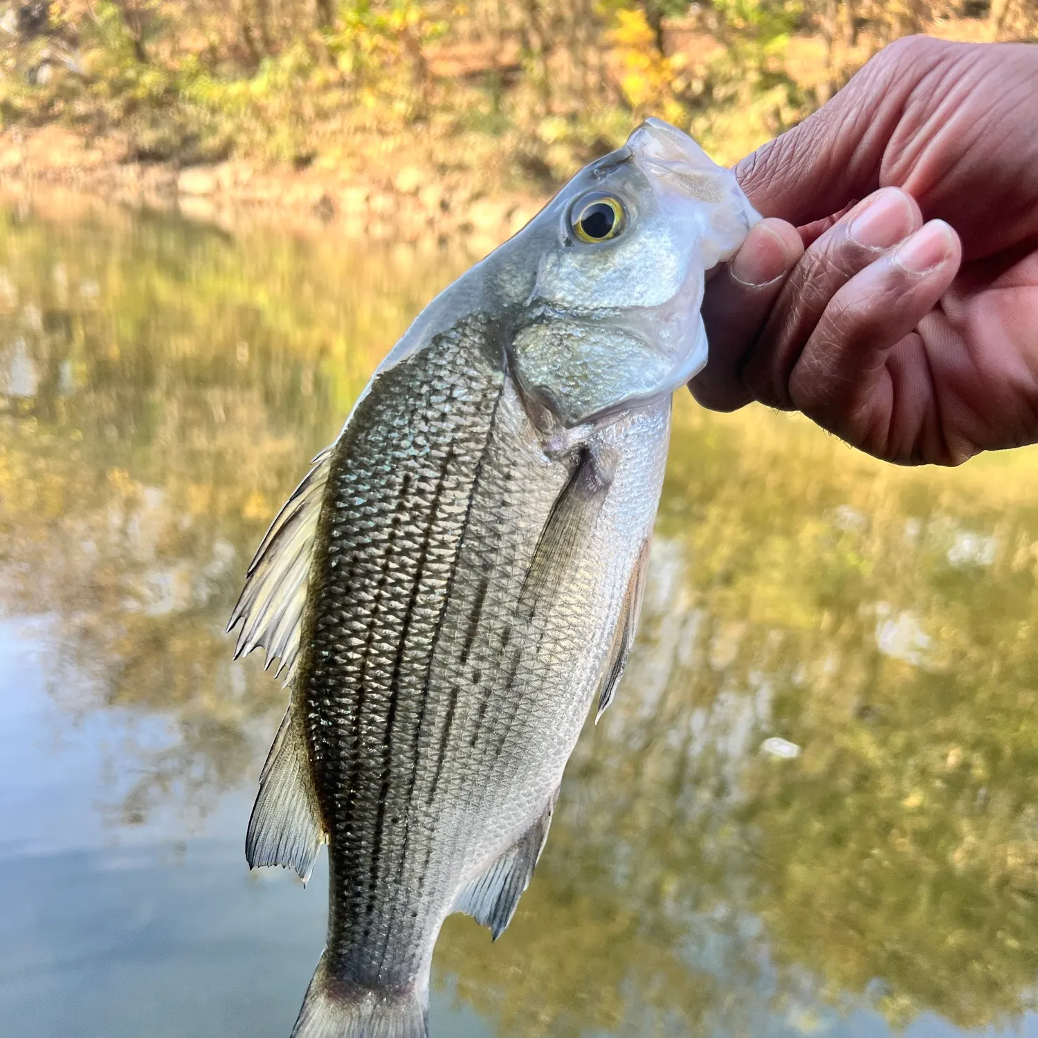 White bass caught on Fishbrain