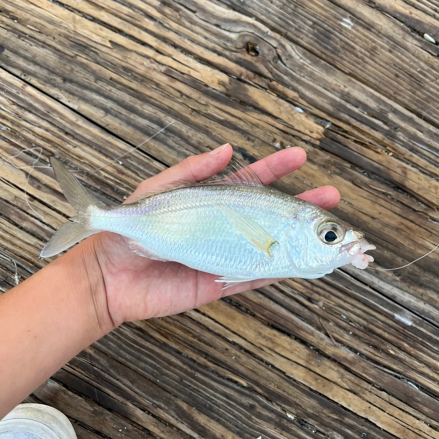 The most recent Silver mojarra catches on Fishbrain
