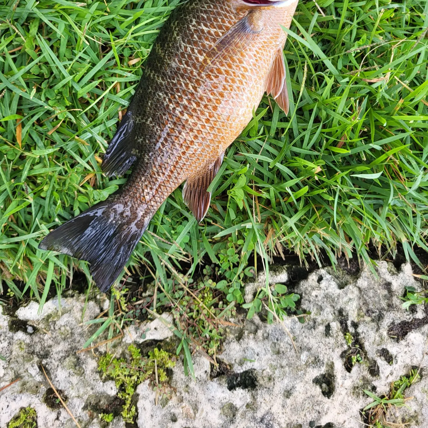 Mangrove snapper caught on Fishbrain