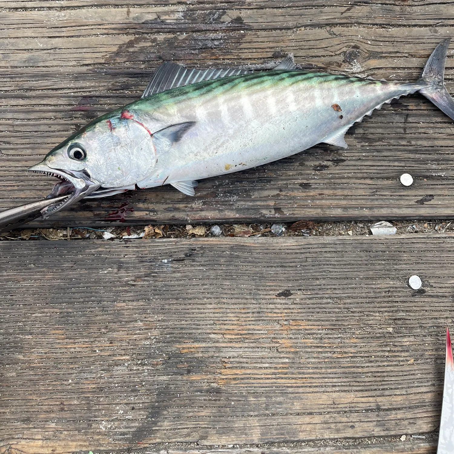 Pacific bonito caught on Fishbrain