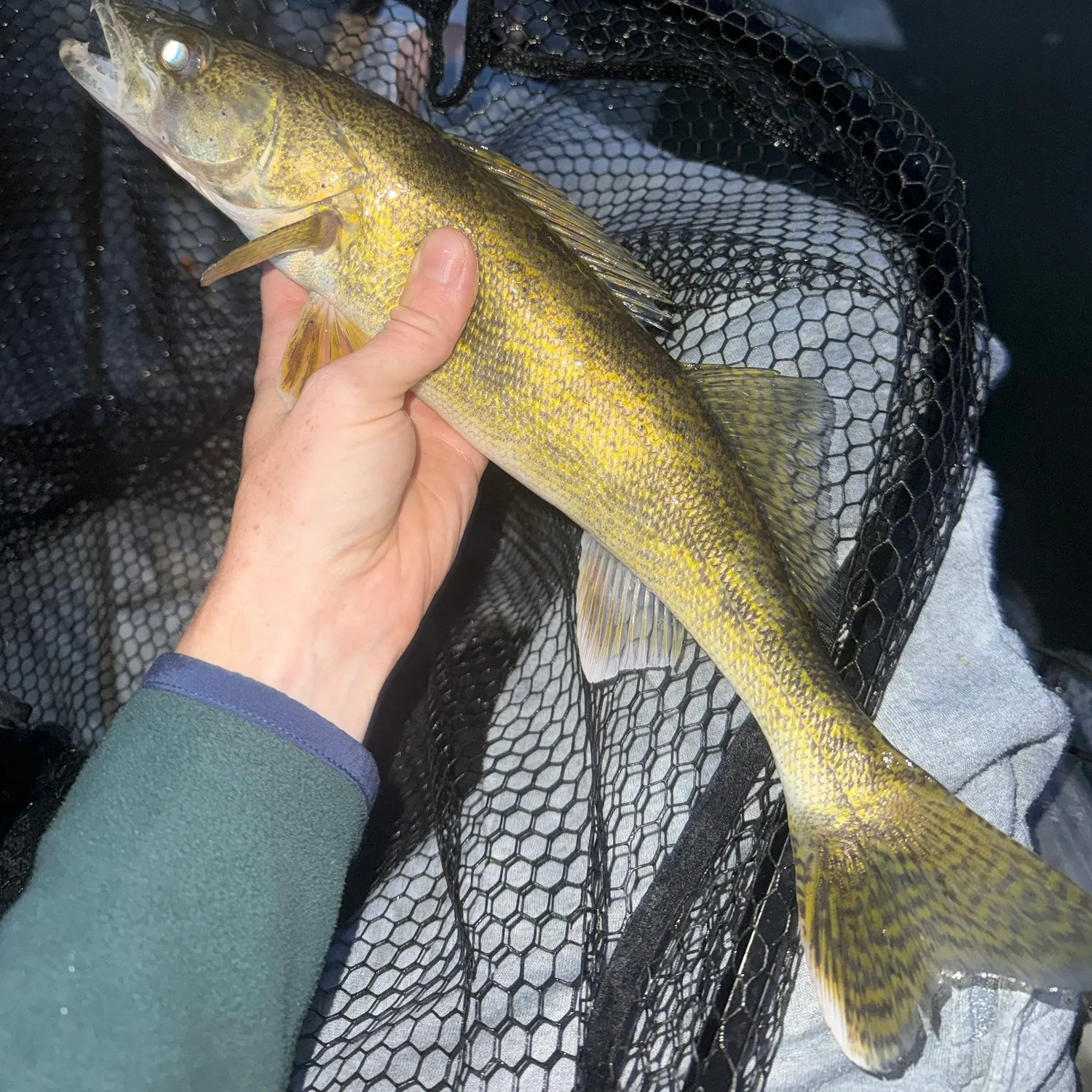 Sauger caught on Fishbrain