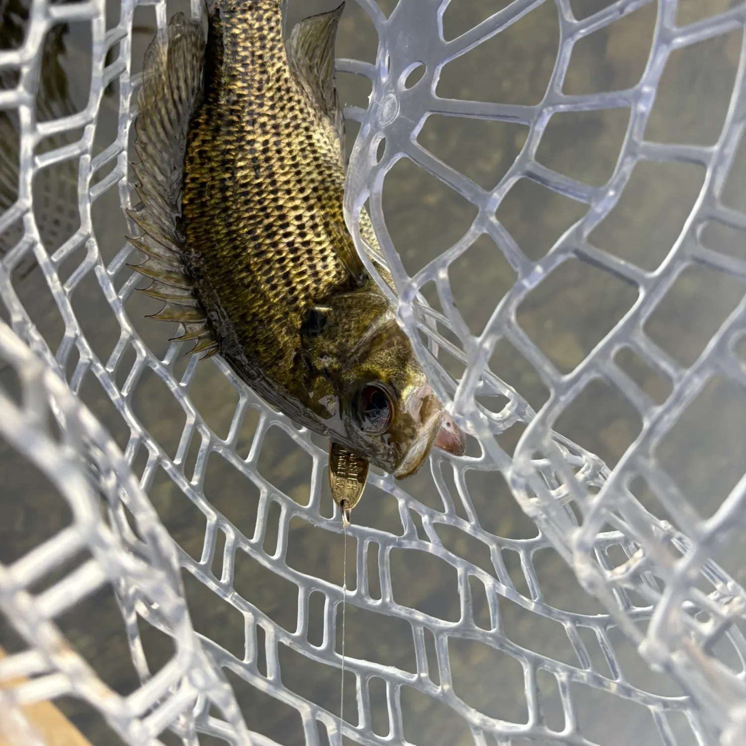 Rock bass caught on Fishbrain