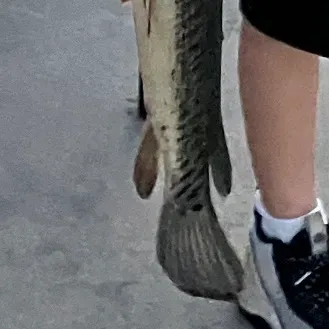 Florida gar caught on Fishbrain