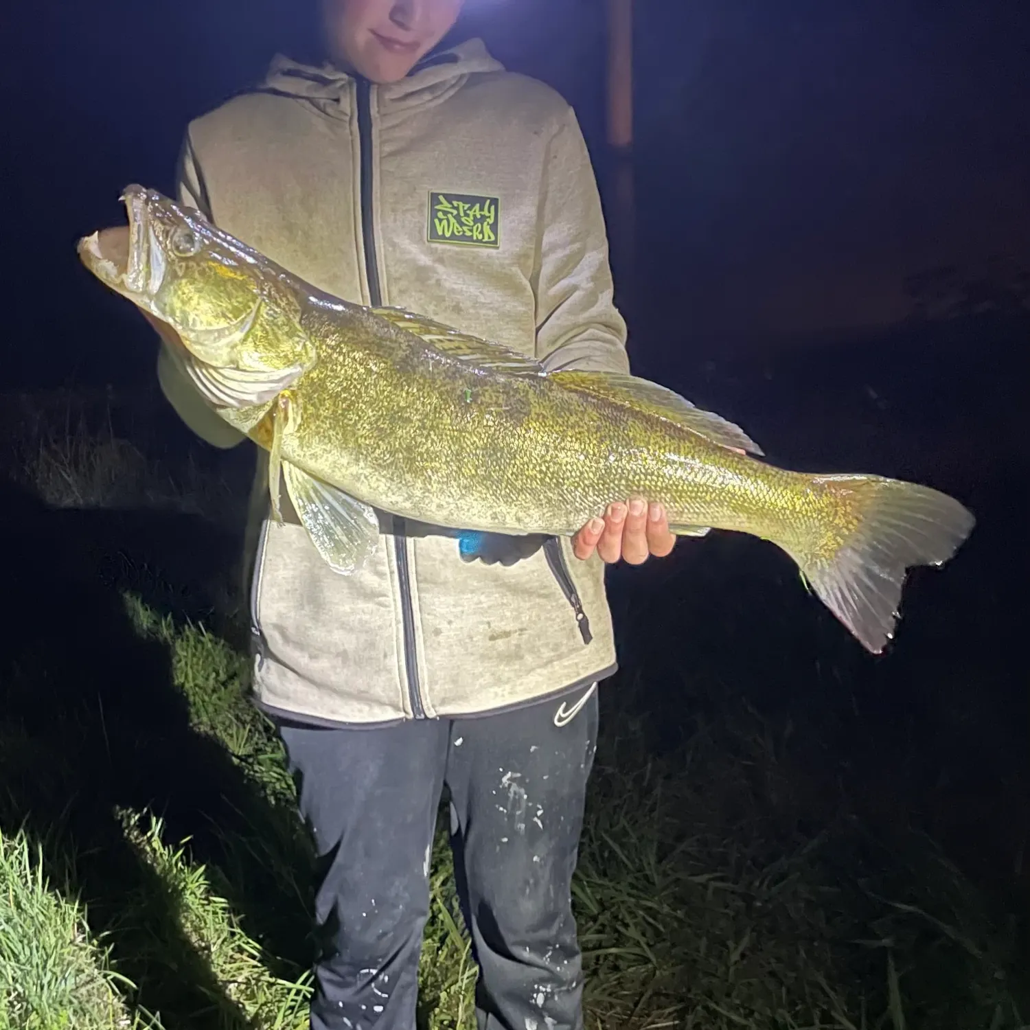 Zander caught on Fishbrain