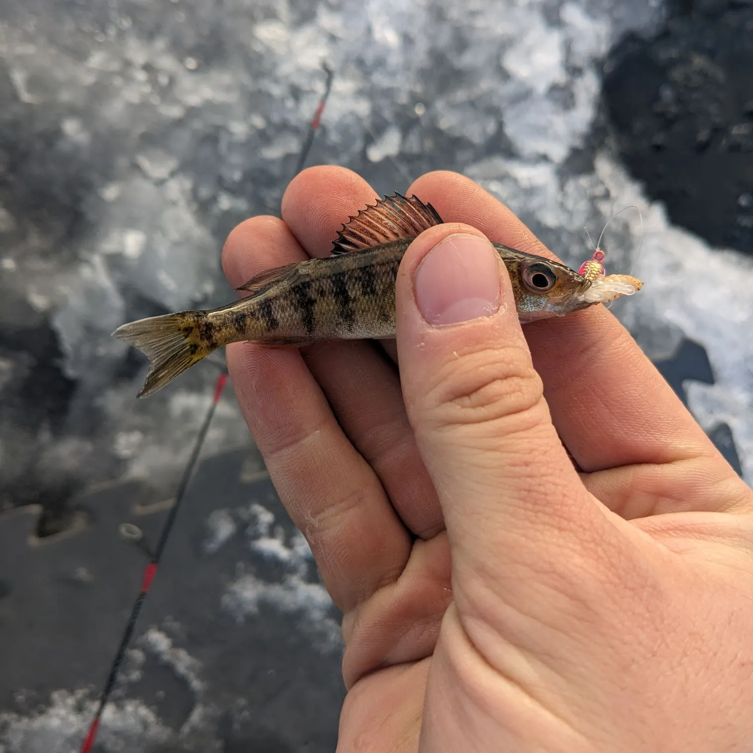 ᐅ Dago Lake fishing reports🎣• Willow River, MN (United States) fishing