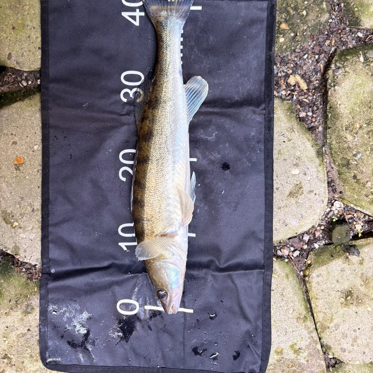 Zander caught on Fishbrain