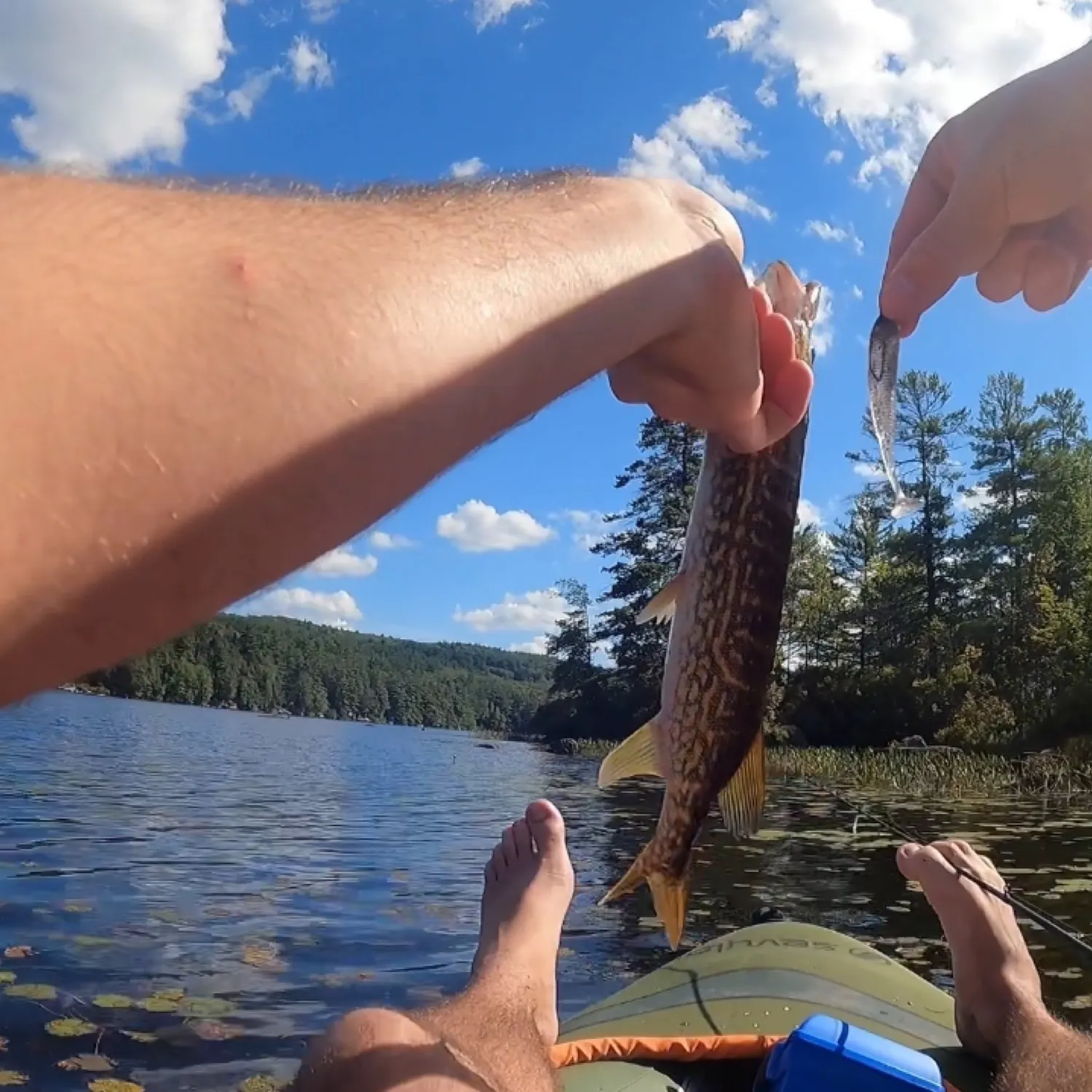 recently logged catches