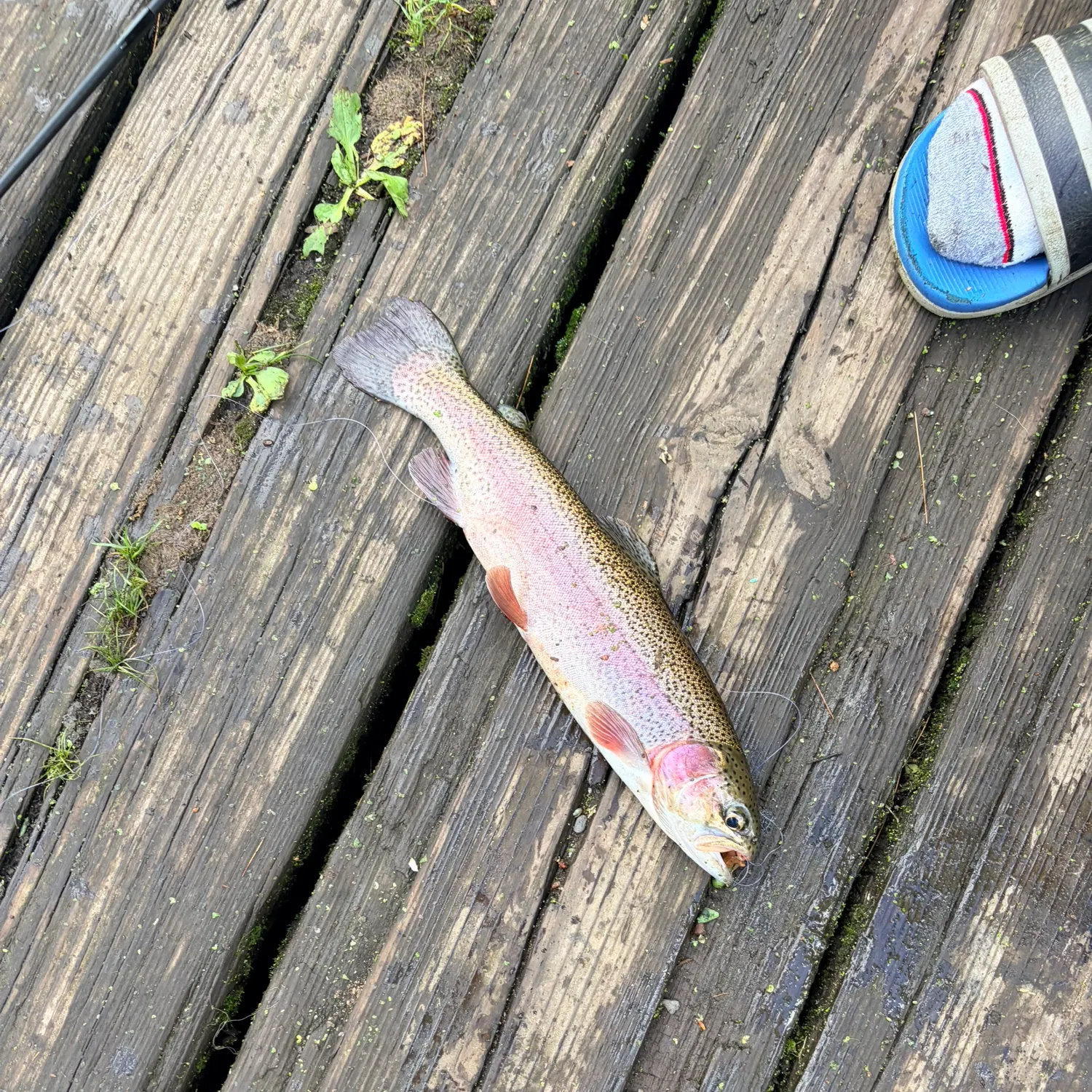 Rainbow trout caught on Fishbrain