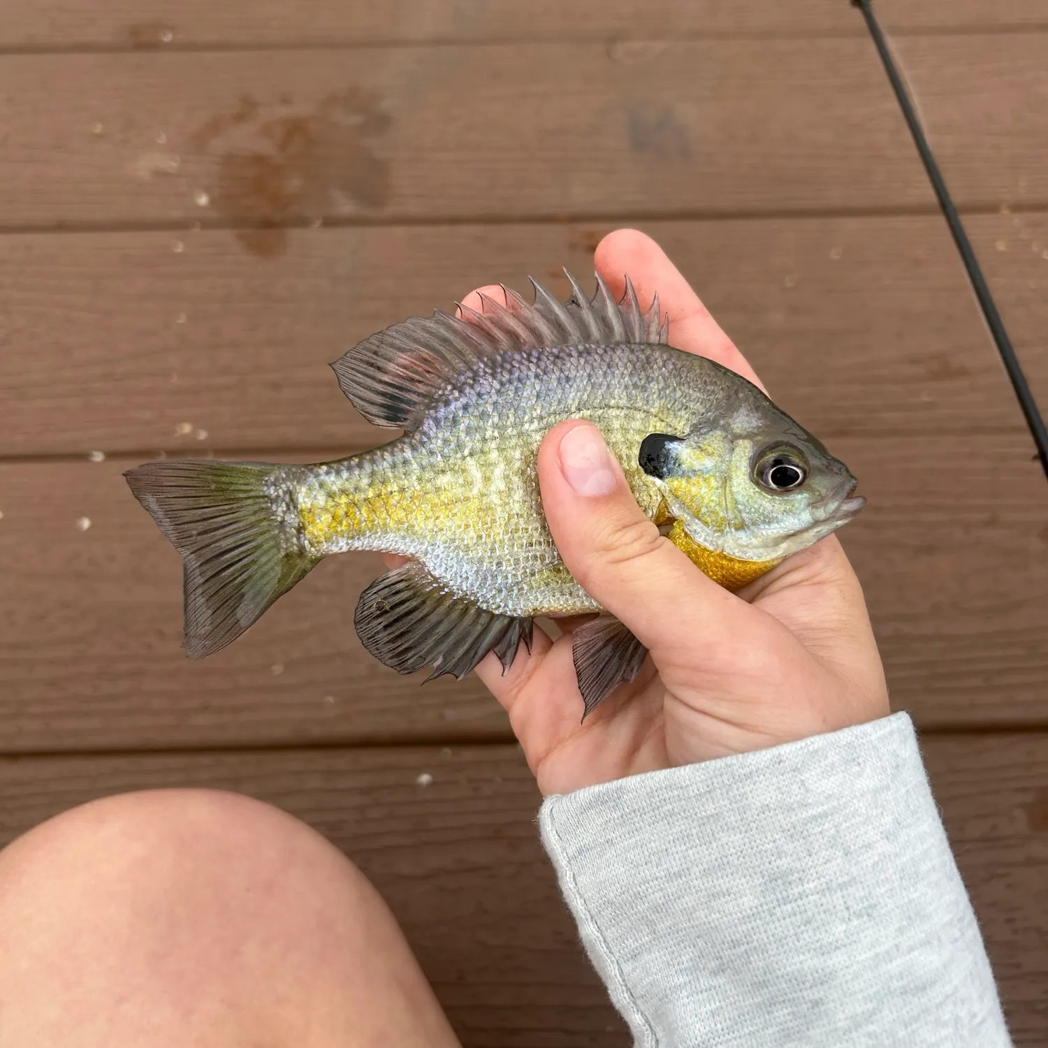 Bluegill caught on Fishbrain