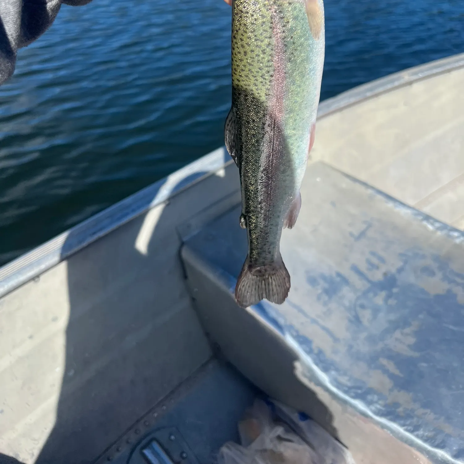 Rainbow trout caught on Fishbrain