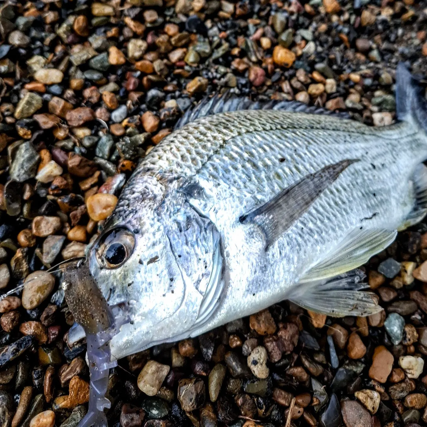 Surf bream caught on Fishbrain