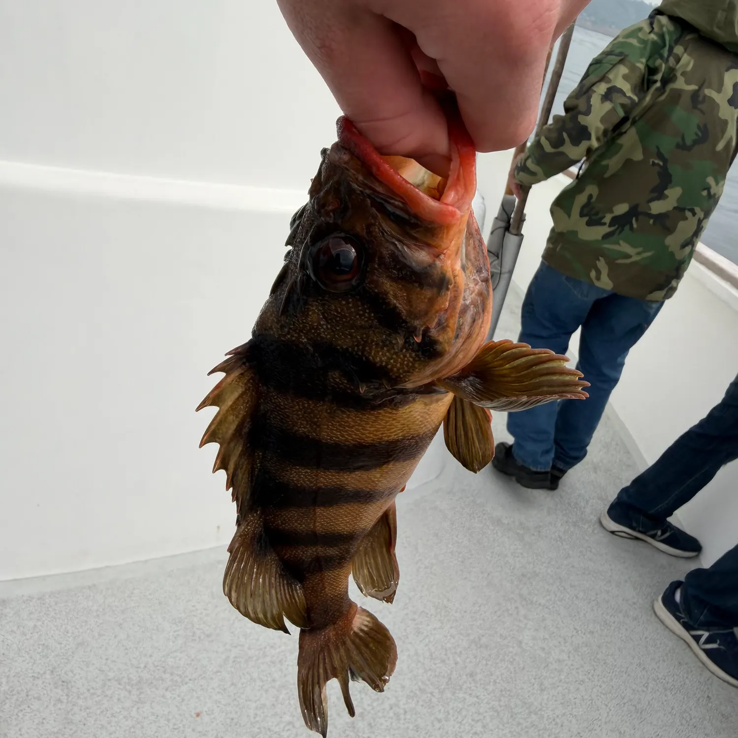 The most recent Treefish catches on Fishbrain