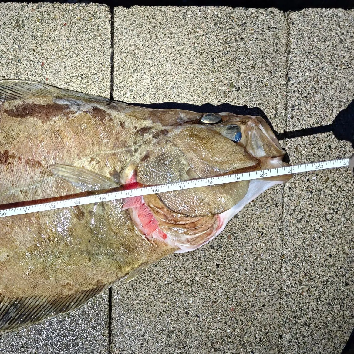 The most recent Petrale sole catches on Fishbrain