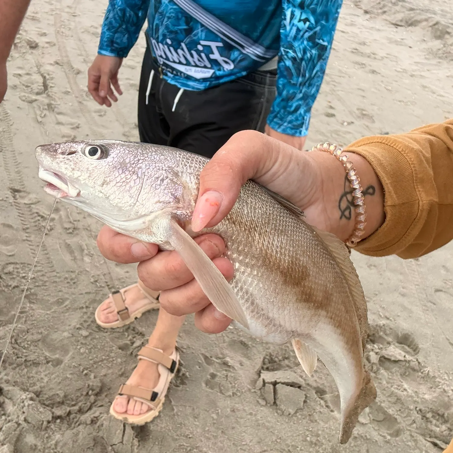 The most recent Southern kingcroaker catches on Fishbrain