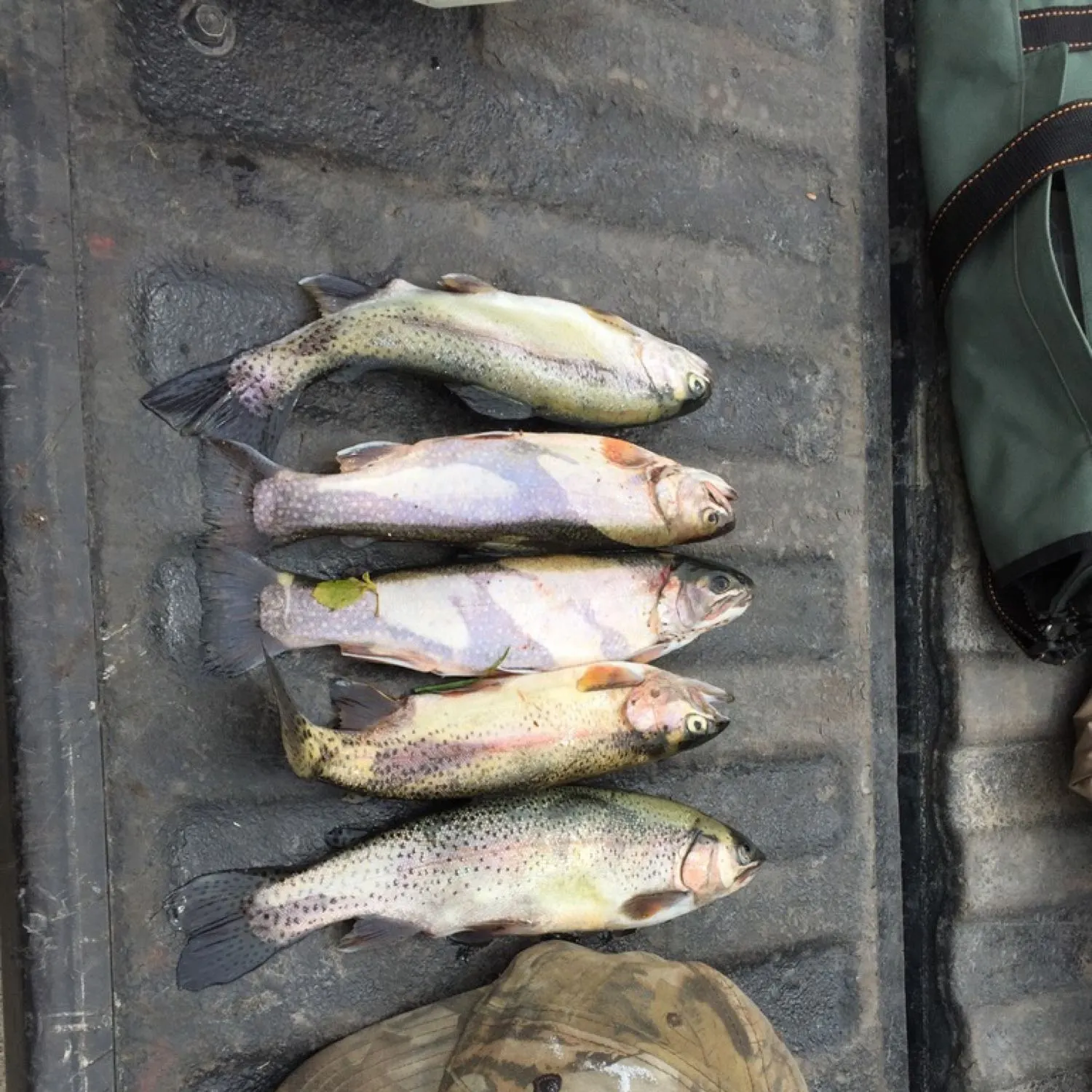 recently logged catches