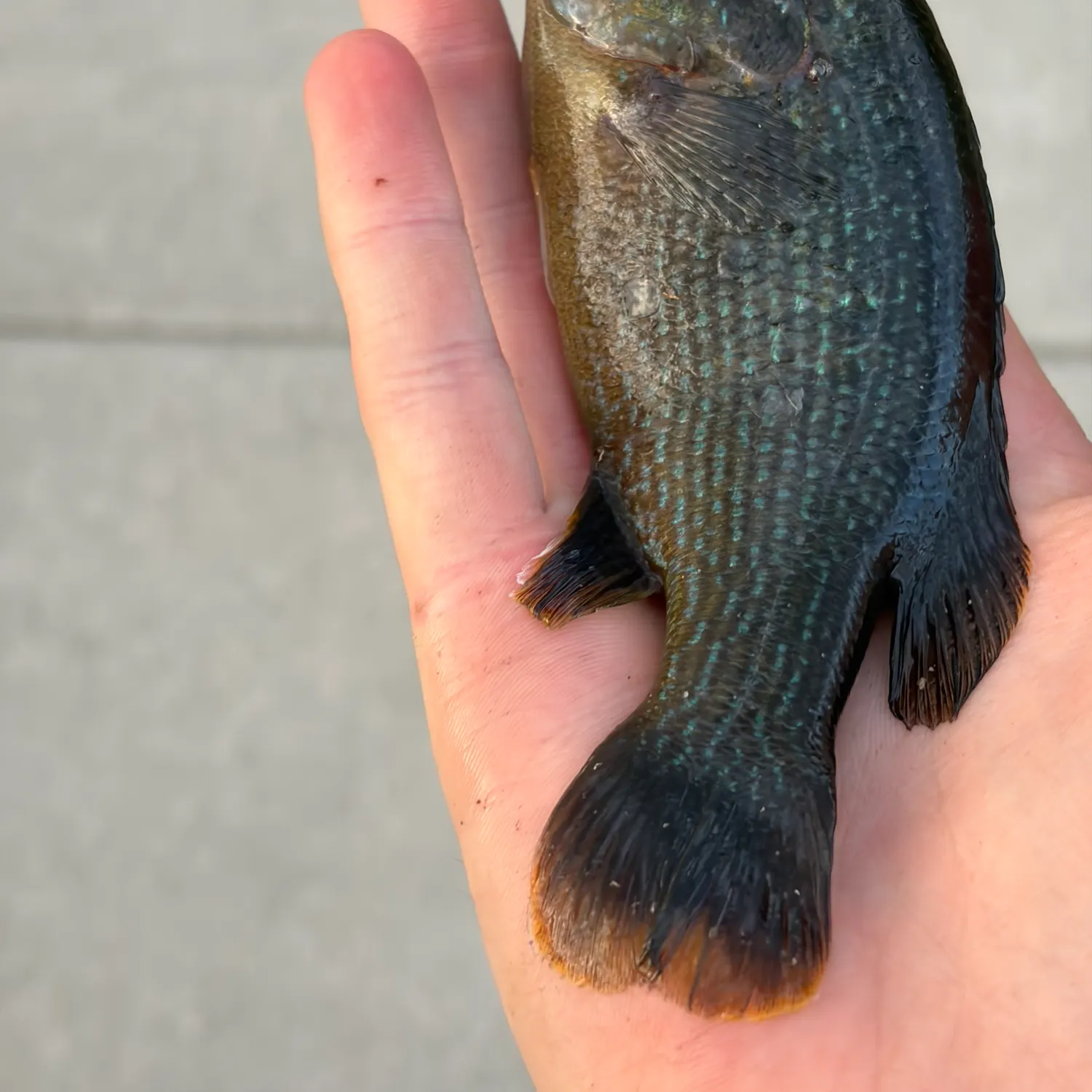 Green sunfish caught on Fishbrain