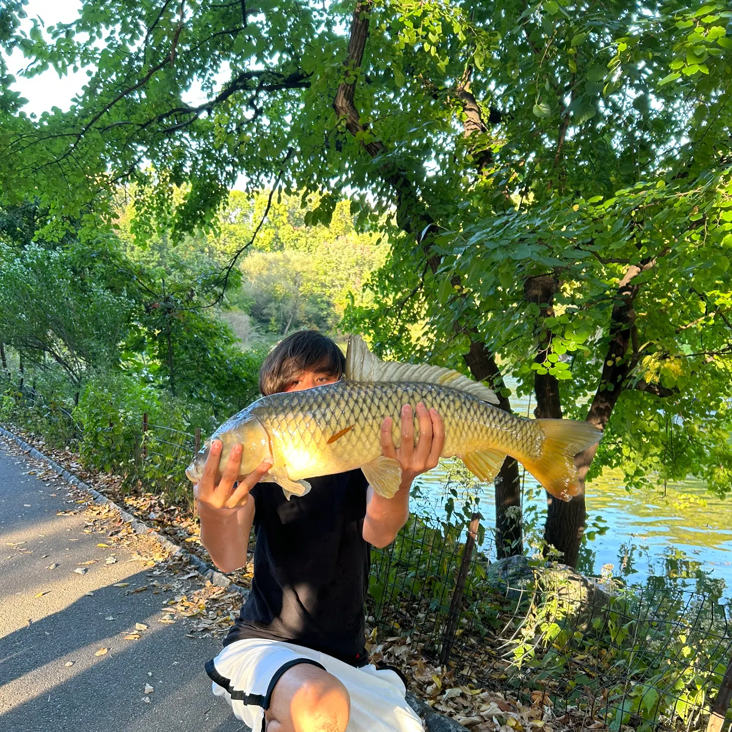 Common carp caught on Fishbrain