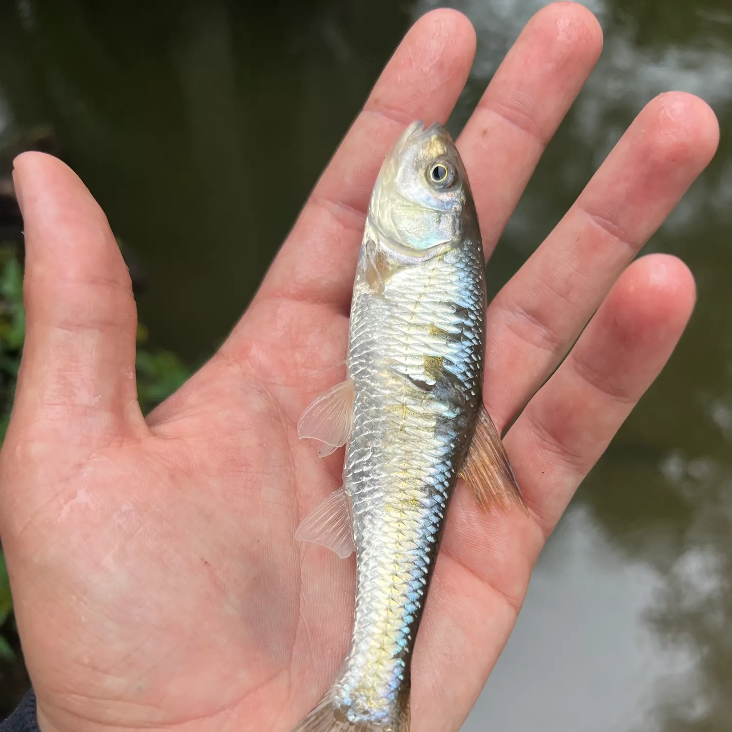 Common shiner caught on Fishbrain
