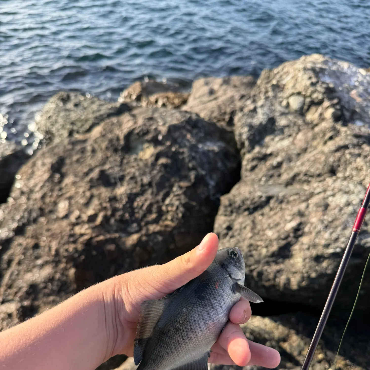 The most recent Blacksmith catches on Fishbrain