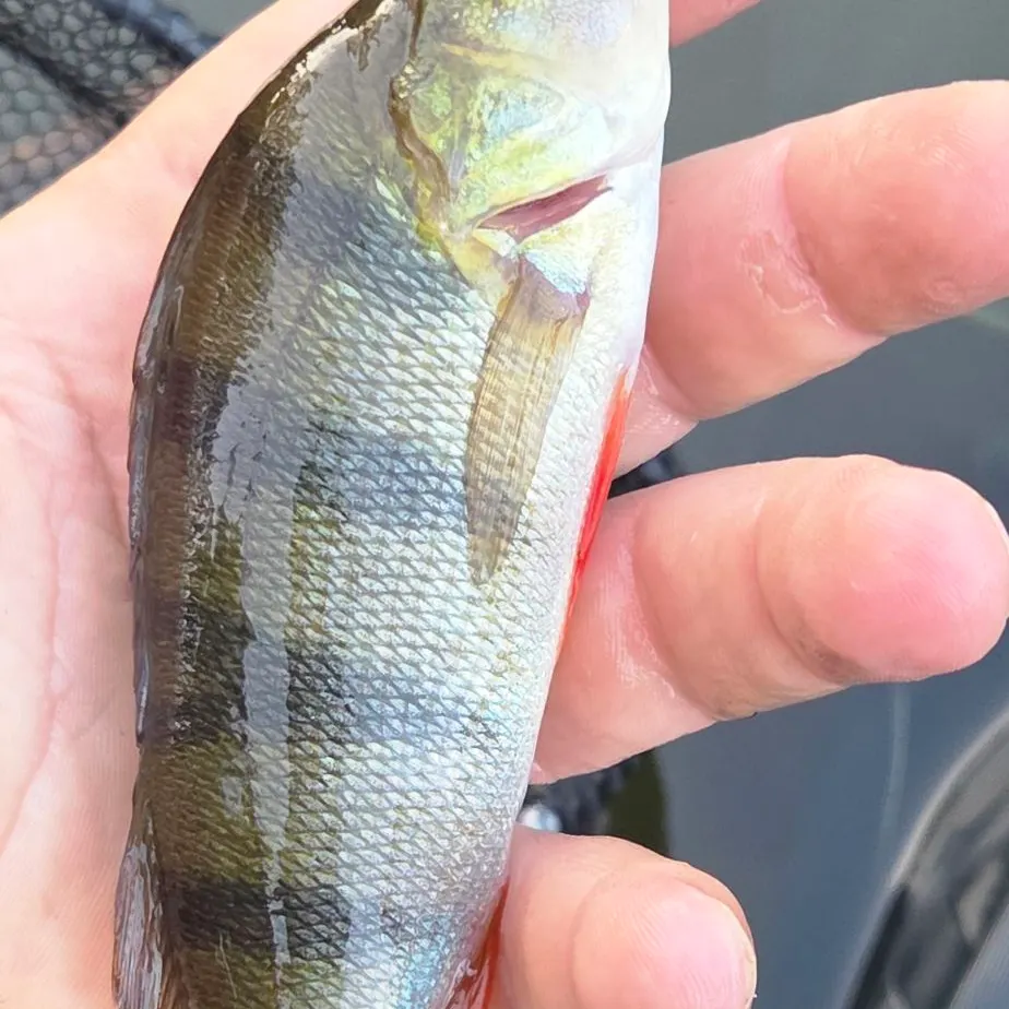 European perch caught on Fishbrain